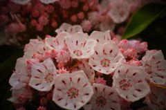 花３