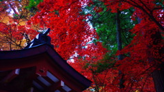 紅葉三原色
