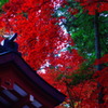 紅葉三原色