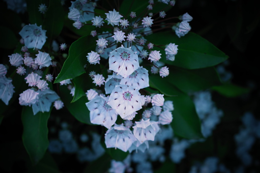 花２