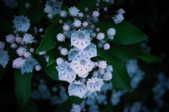 花２
