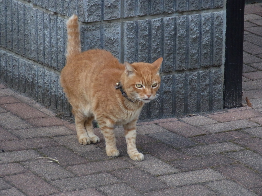 やたらモフりたくなる猫