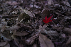 紅葉