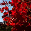 紅葉