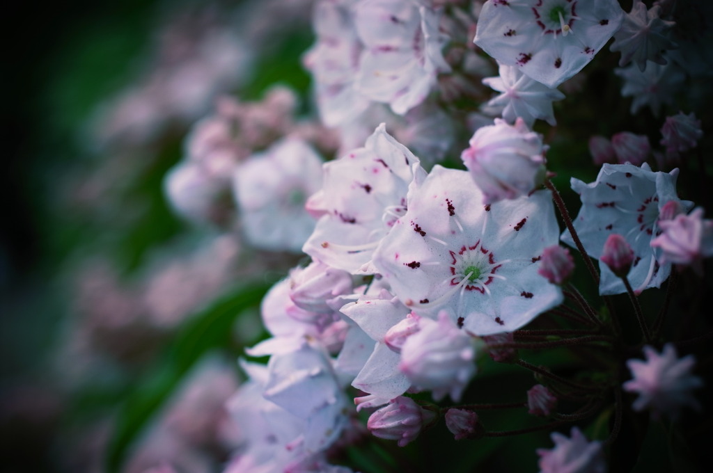 花１