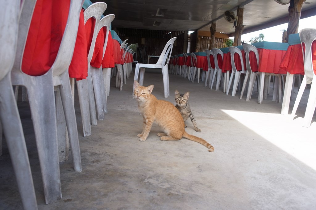 猫
