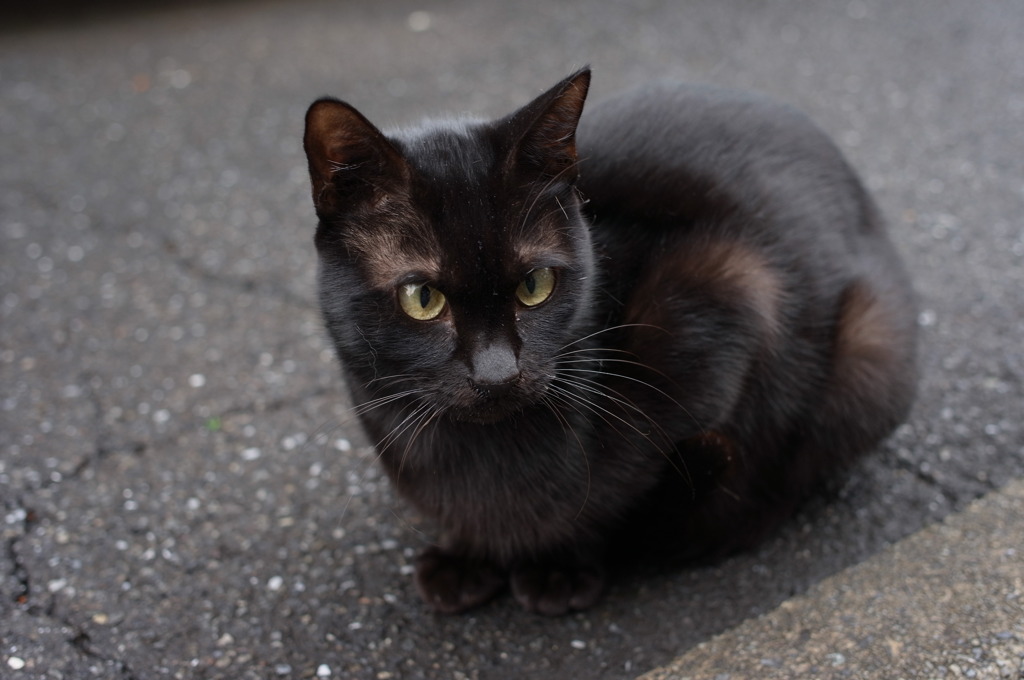 く～ろ猫