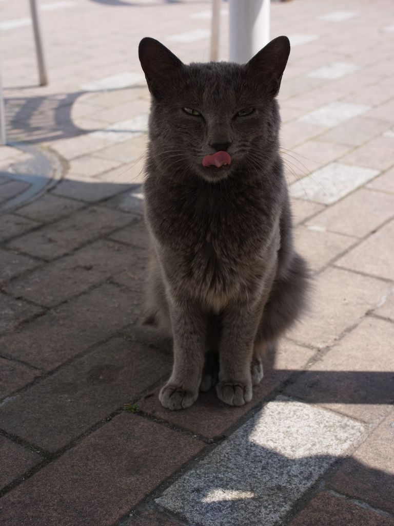 猫