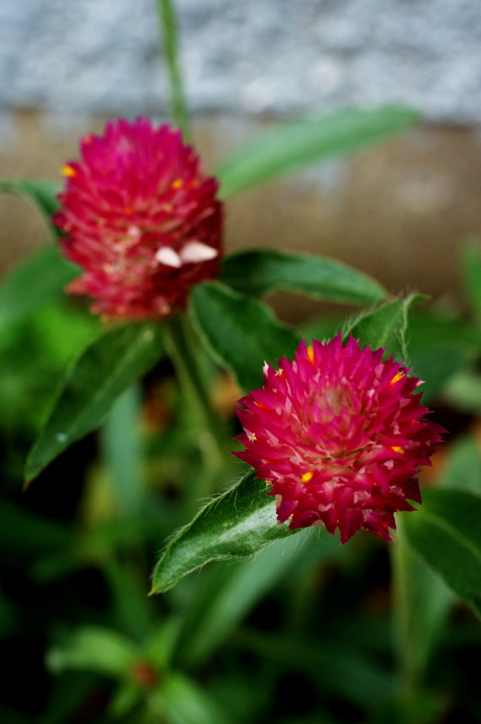 なんの花？