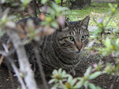 浜松町の地域猫さん