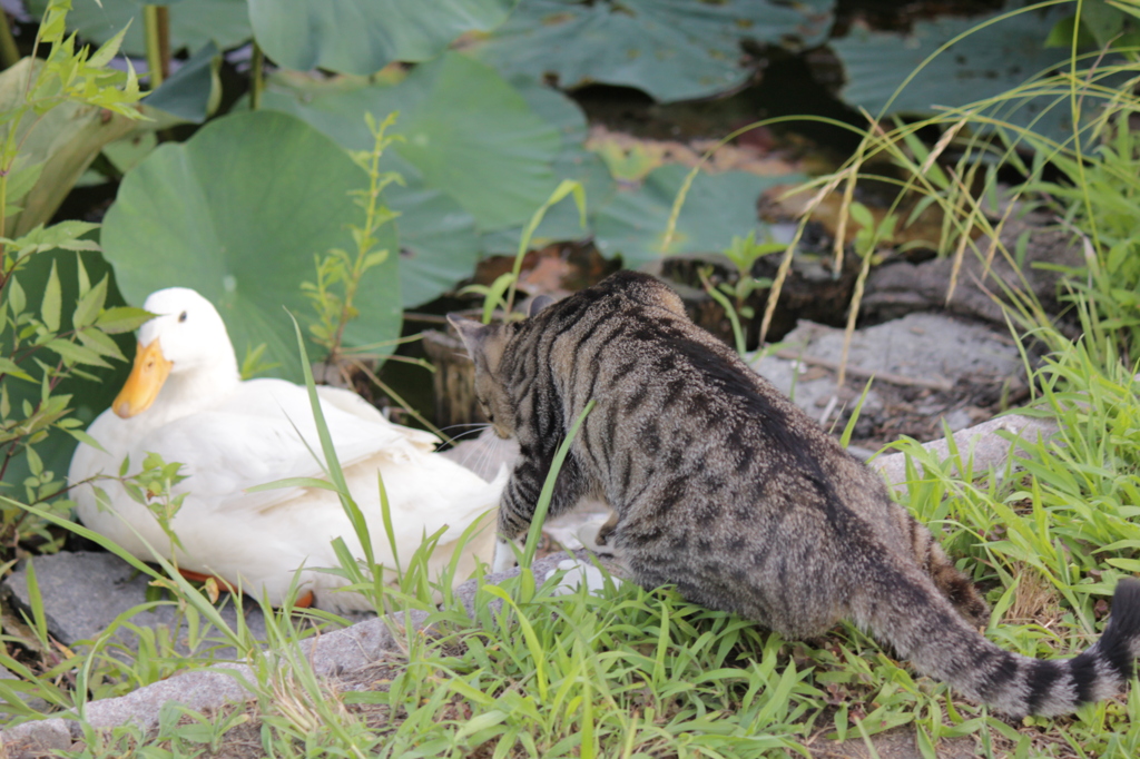 猫とあひる