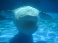 ベルーガドアップ