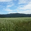 真っ白な蕎麦の花畑