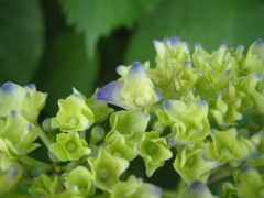 BLUE　BABY　HYDRANGEA