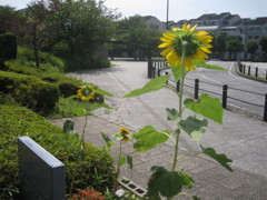 コンパス、東はこちらです。