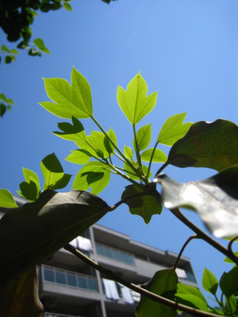 初夏の芽吹き