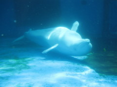 ホワイティングベルーガ