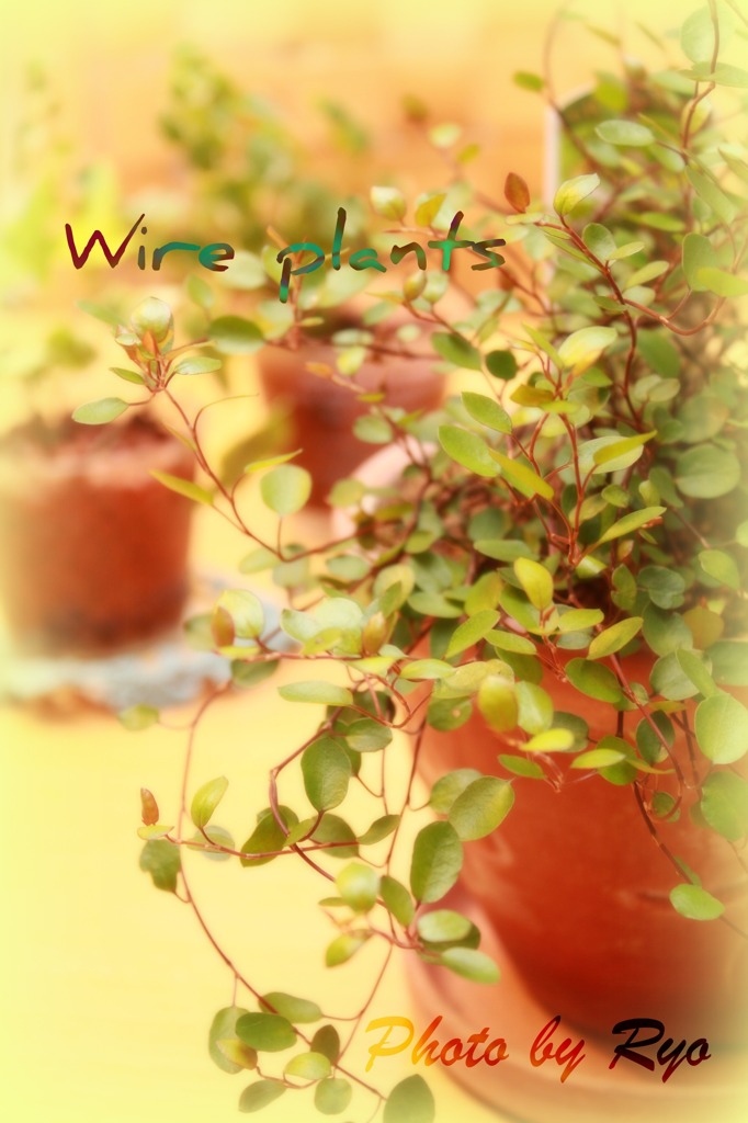 wire plants