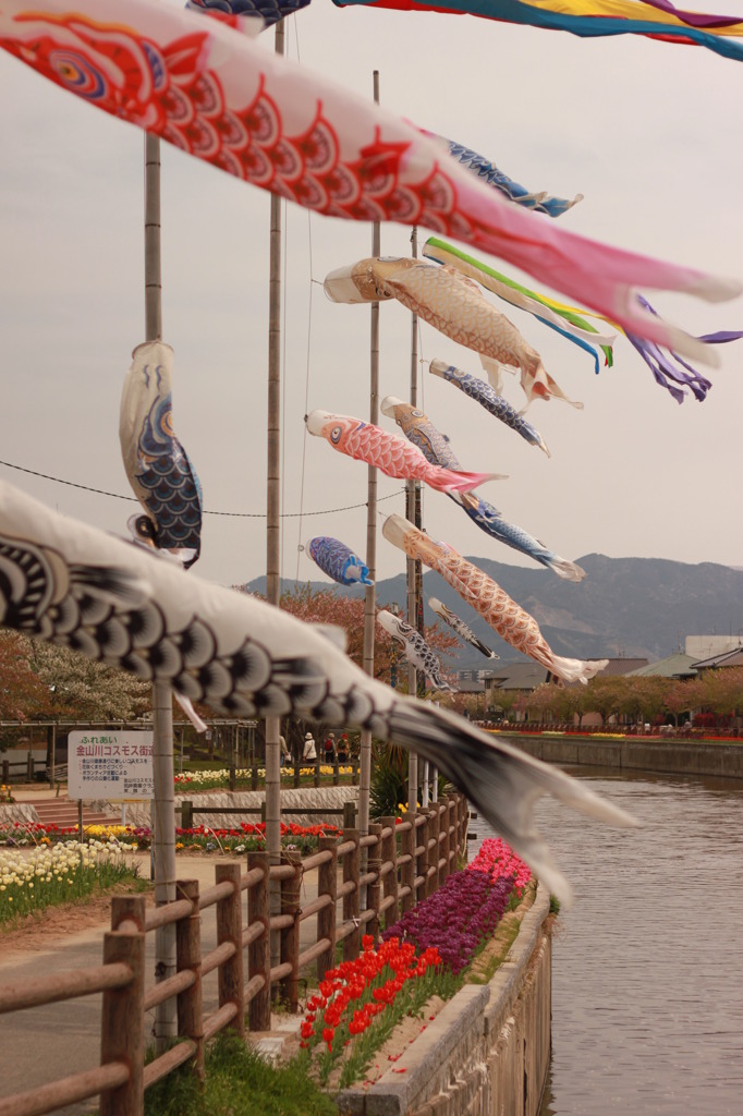 空を泳ぐもの