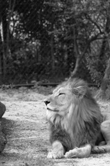 ＫＩＮＧ