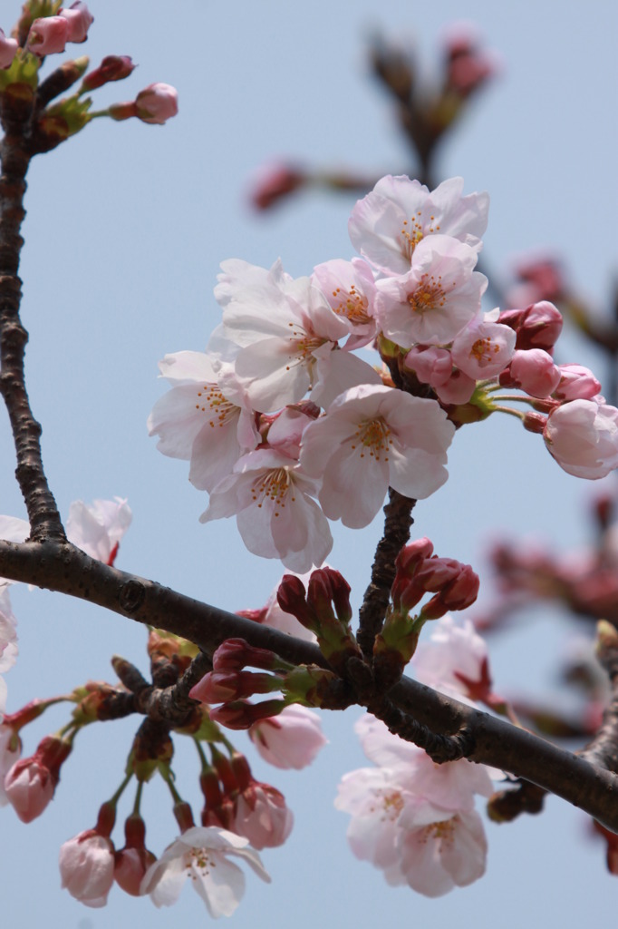 桜です。