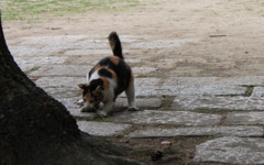 捕まえた！