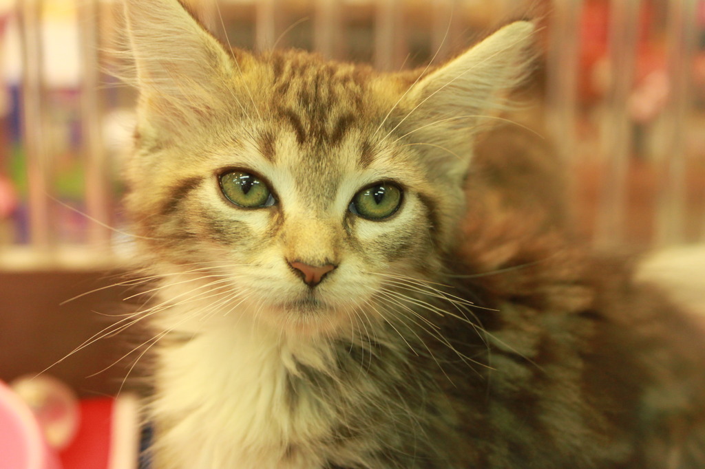 台北の子猫