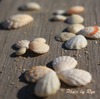 Shell　2