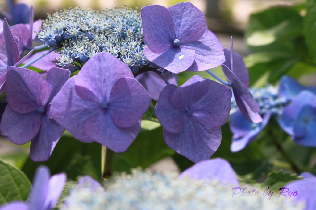 Purple　Hydrangea