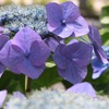Purple　Hydrangea