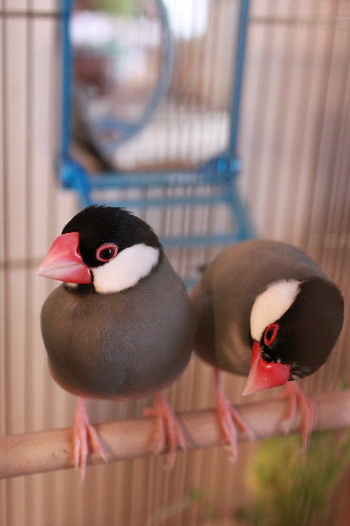 自慢の息子たち