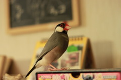 ＣＨＯＣＯ