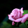 PINK ROSE