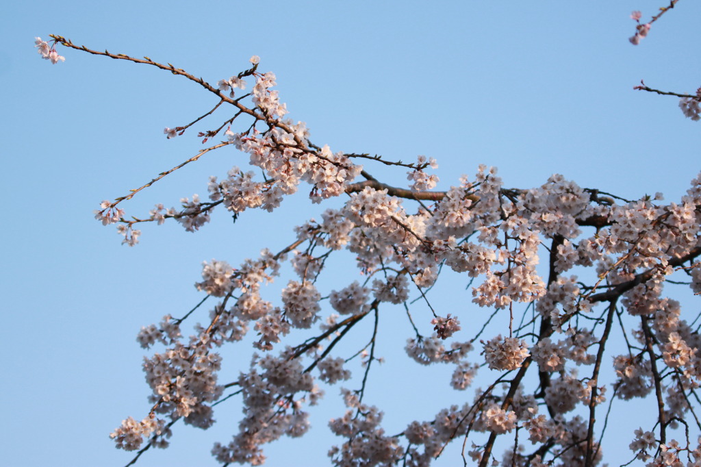 朝日に照らされて