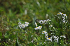 次はどの風に・・・・・