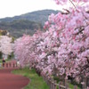 桜咲く