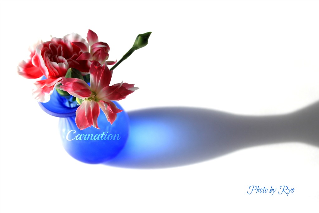 Carnation