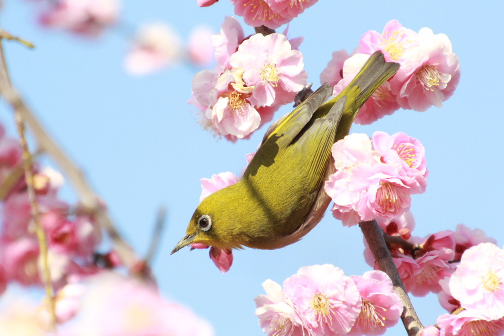 今年のメジロちゃんⅡ