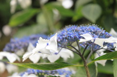 紫陽花
