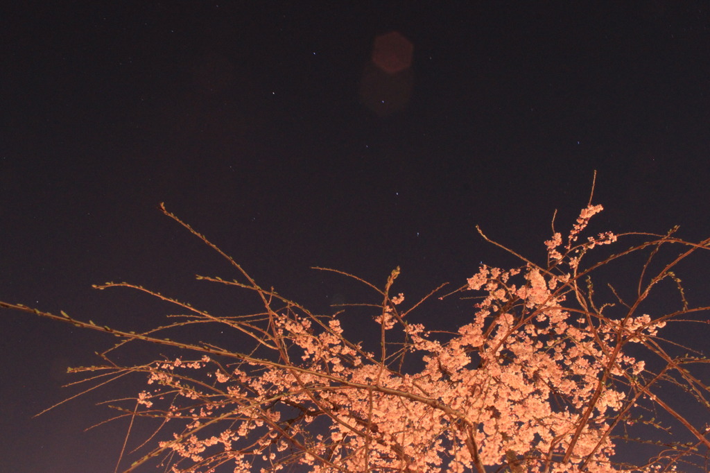 桜と北斗七星