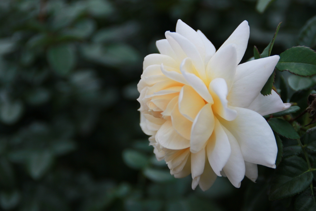 Rose　2