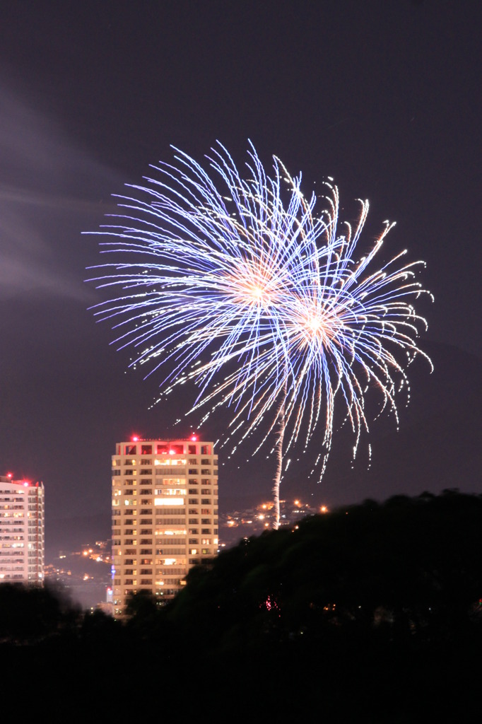 夜空のアジサイ