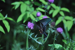 黒い蝶（名前知らない・・・）