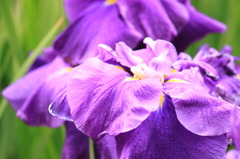 菖蒲