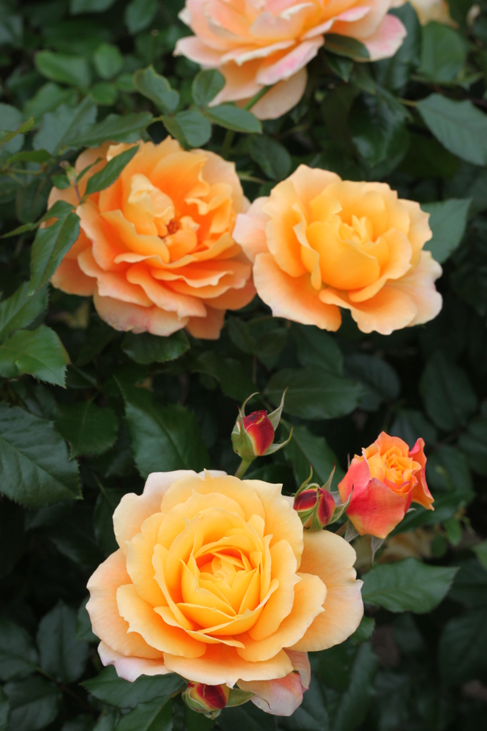 Rose 3