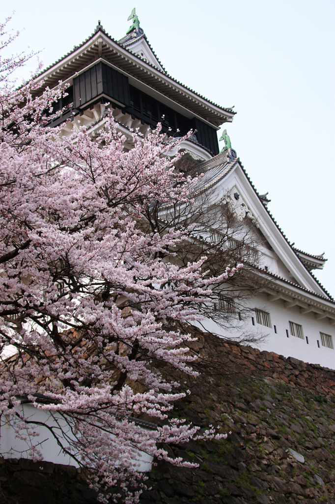 小倉城と桜