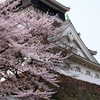 小倉城と桜