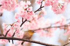 メジロ×桜。