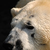 上野動物園のホッキョククマ