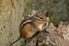 シマリス